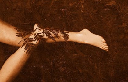 El helecho y el bambú, la fábula de la esperanza