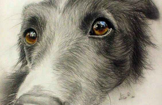 Mirada de un perro