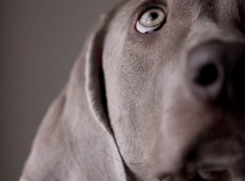 perro