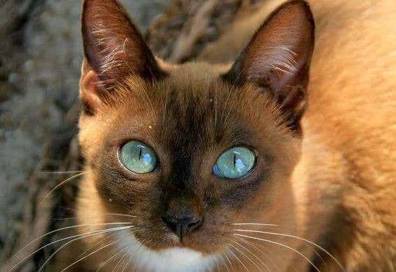 ojos gato