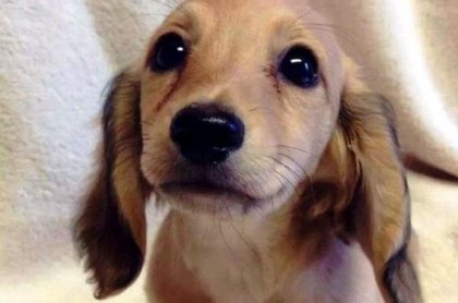 Los ojos de un animal tienen el poder de hablar un lenguaje único