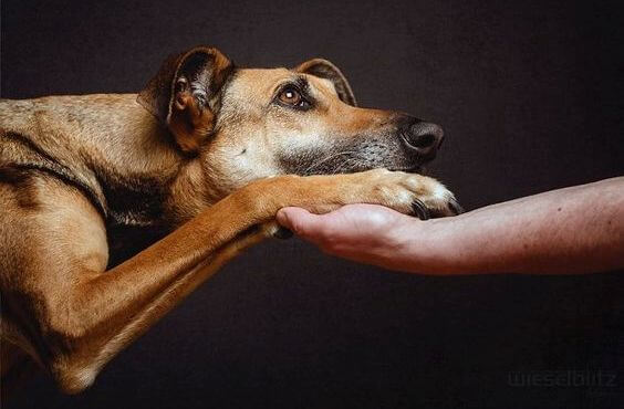 perro dando la pata