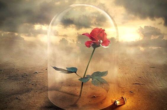 rosa-bajo-cristal