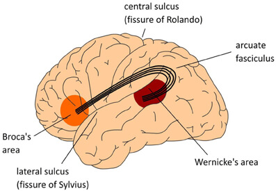 lenguaje