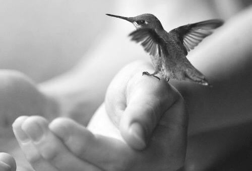 manos pajaro
