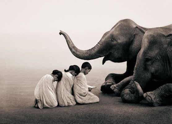 niños ante elefante