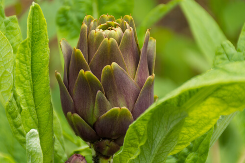 Alcachofa