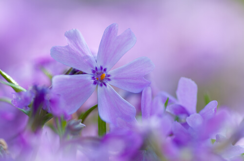 Flor violeta