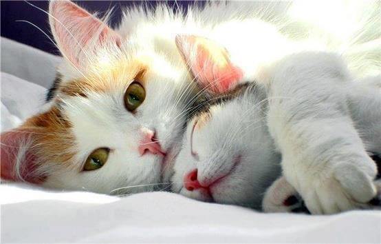 gatos