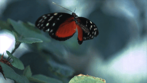 Schmetterling als Symbol für Freiheit und persönliche Würde