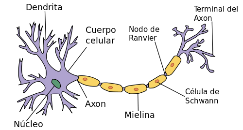 Neurona y sus partes