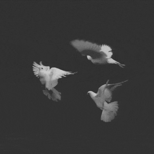gif pájaros