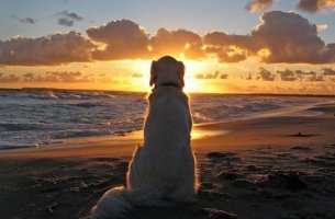 perro amanecer
