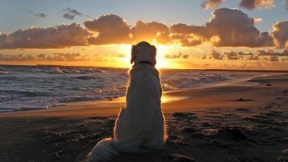¿Qué nos pueden enseñar los perros sobre nuestros problemas?