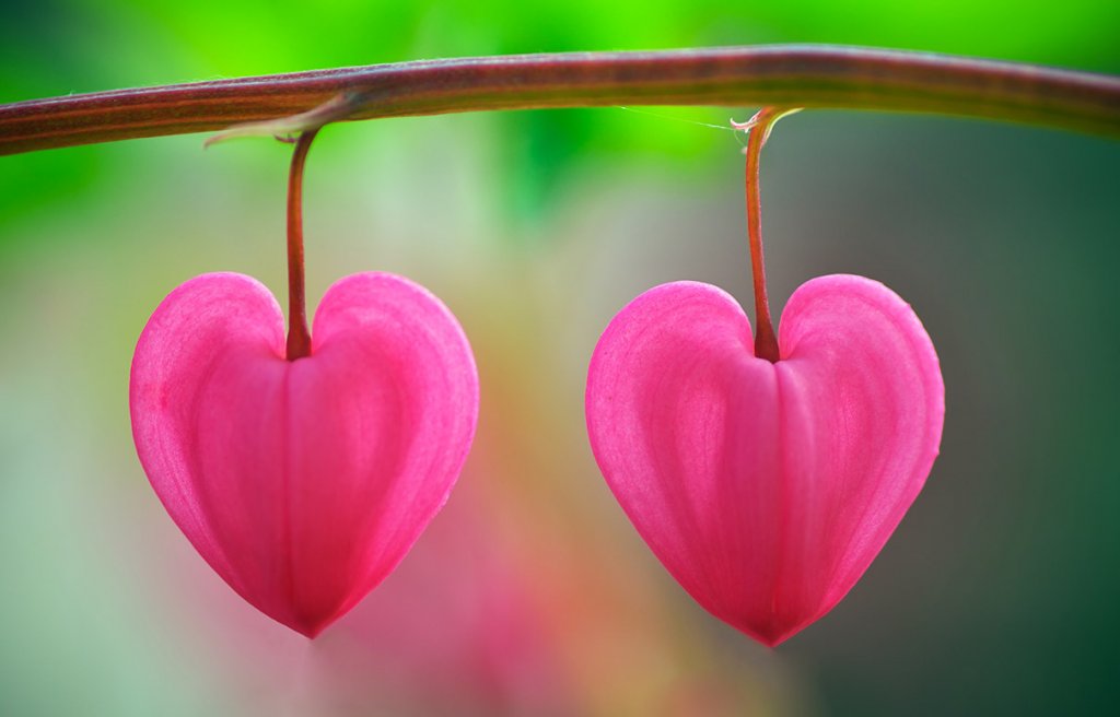 “Flores en el desierto”, un cuento que te ayudará a reconocer el amor