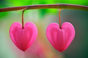 Pétalos en forma de corazón simbolizando el amor