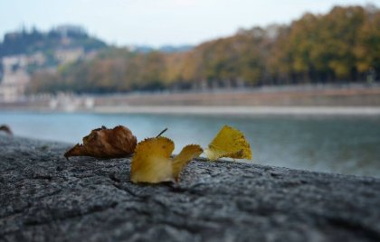 Es lo efímero de la hoja caduca lo que nos conmueve