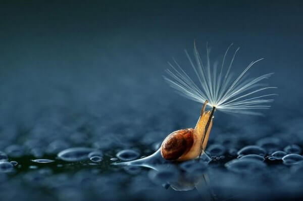 caracol con diente de leon