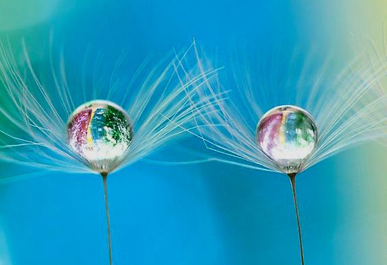 dientes de leon salud