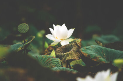 Flor de loto, La flor sale en charcos de barro y crece para…