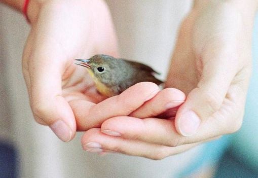 mãos dando amor a um pássaro estranho