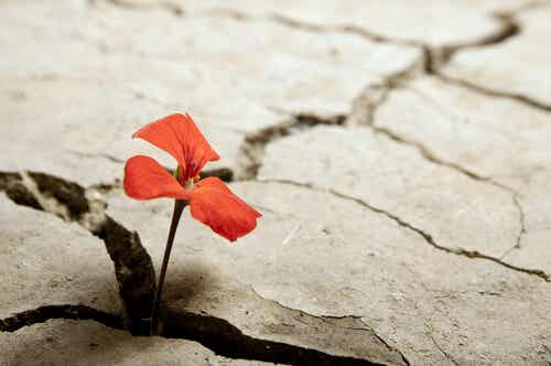 Resiliencia: la adversidad me hace más fuerte