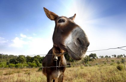 Hay personas que son como el Burro de Buridán