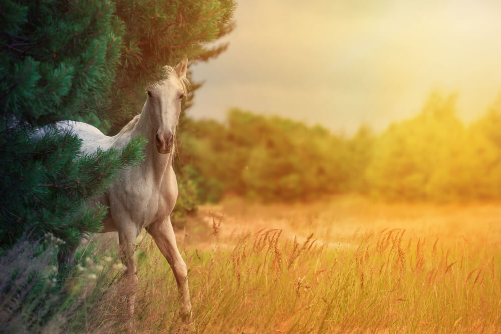 CAballo blanco representando al alma