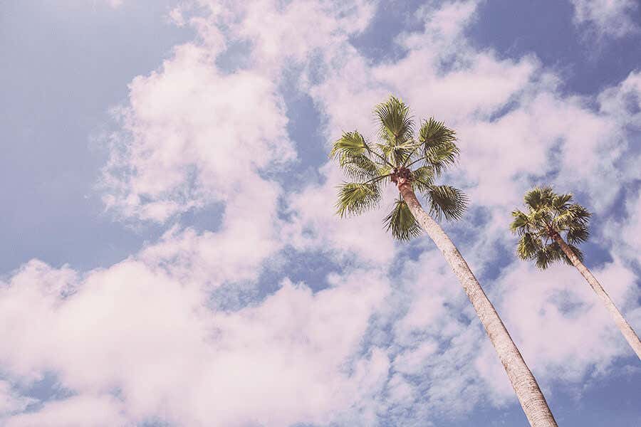 cielo y palmeras