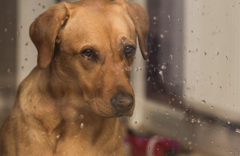 Perro