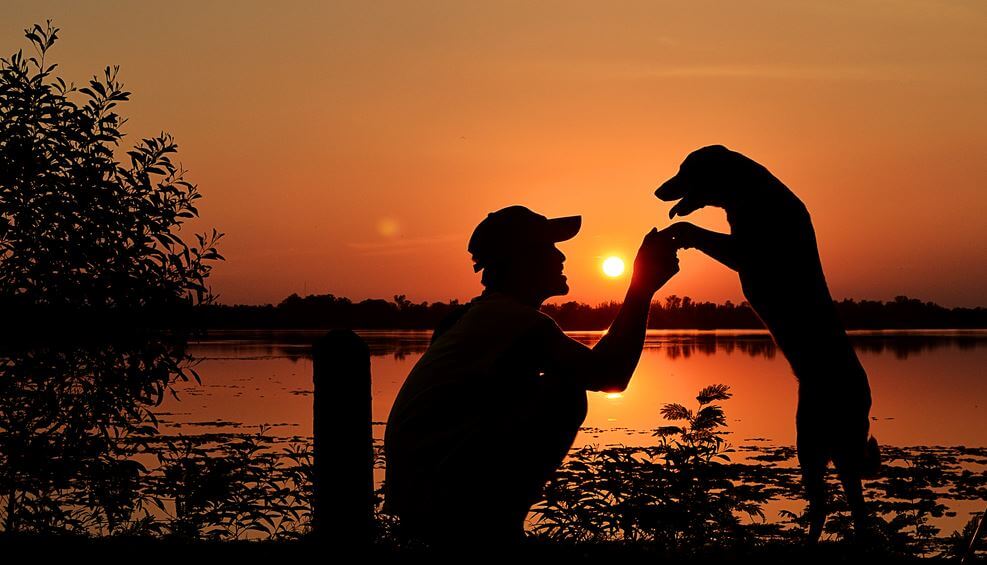 Perros