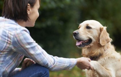 ¿Sabes cómo los perros reconocen nuestras caras?