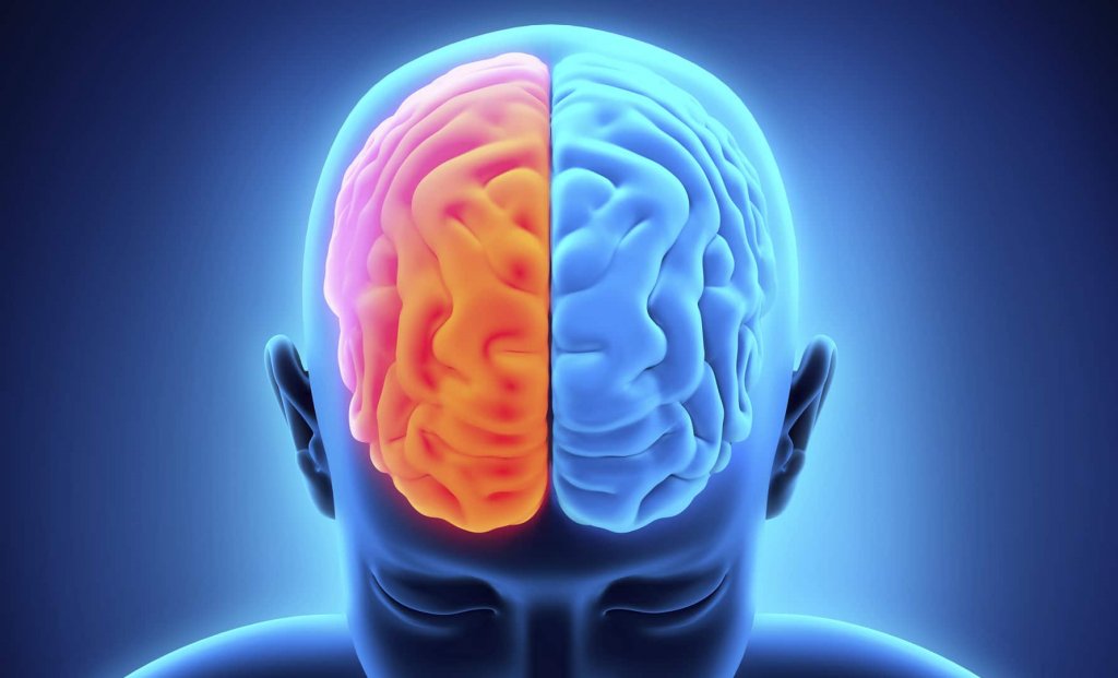 Hemisferios del cerebro
