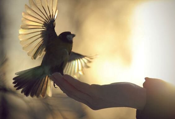 Pajaro en la mano simbolizando de lo que uno se arrepiente