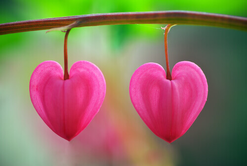 Pétalos con forma de corazón