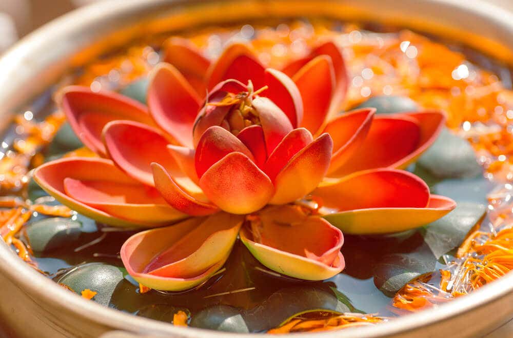 Flor de loto simbolizando los proverbios hindúes