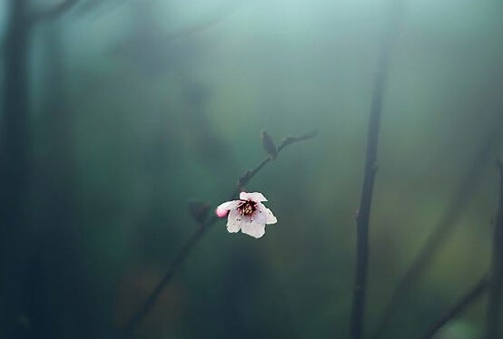 solitary flower