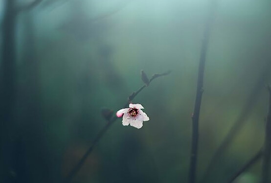 Flor