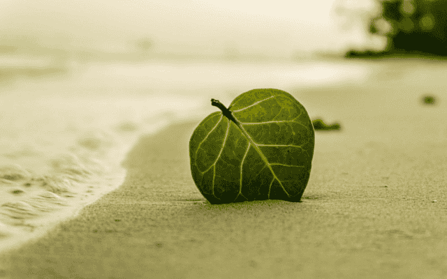 Een blad op het strand