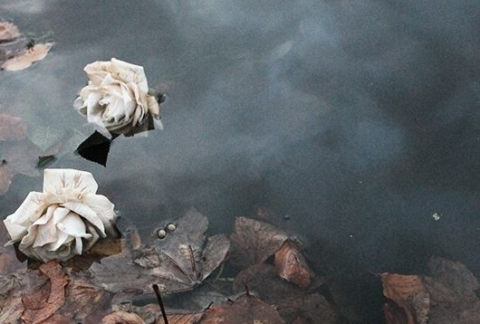 rosa pérdida afectiva