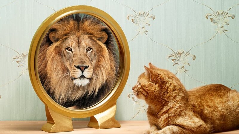 lion in the mirror
