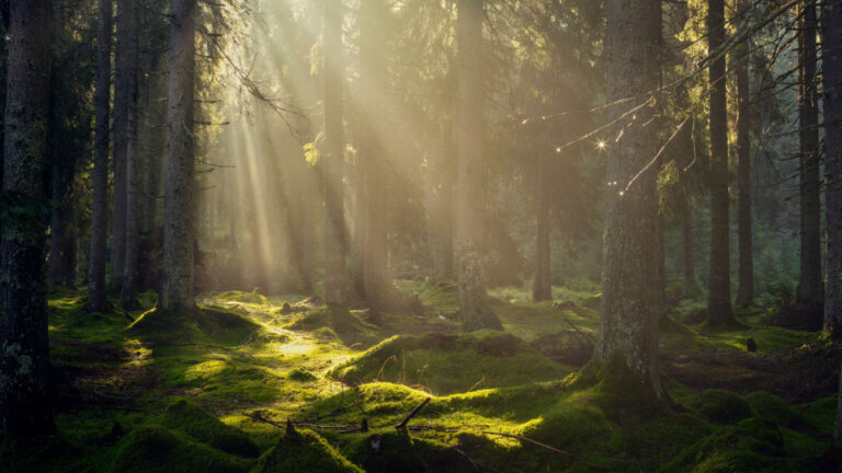 Baños de bosque, antídoto contra el estrés