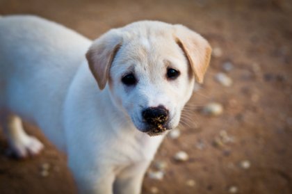 ¿Qué se esconde detrás de un maltratador de animales?
