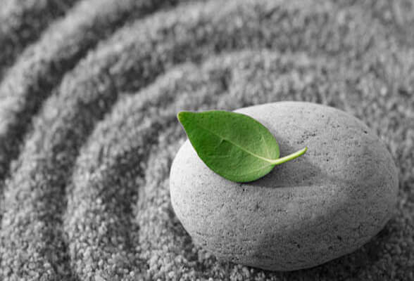 Hoja verde sobre una piedra