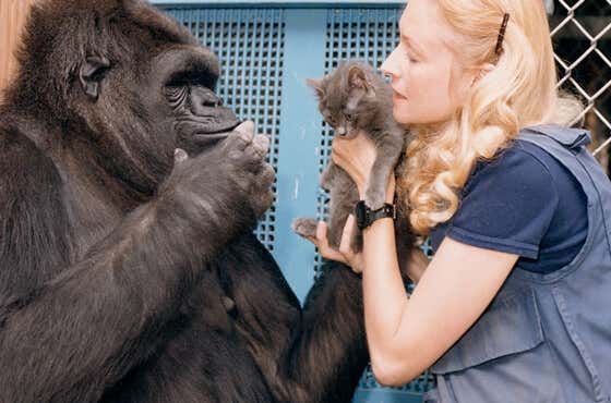 La tierna historia de Koko, la gorila más inteligente del mundo
