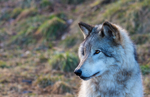 Lobo