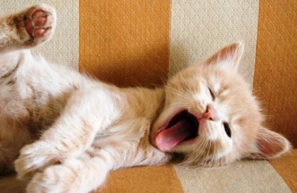 ¿Conoces estos sorprendentes significados del bostezo?