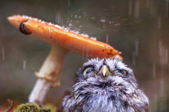 Chouette sous la pluie