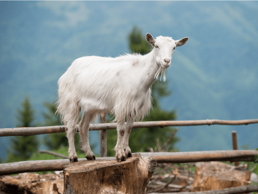 Chivo