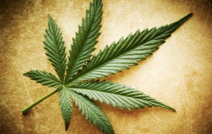 Mitos y verdades acerca de la marihuana